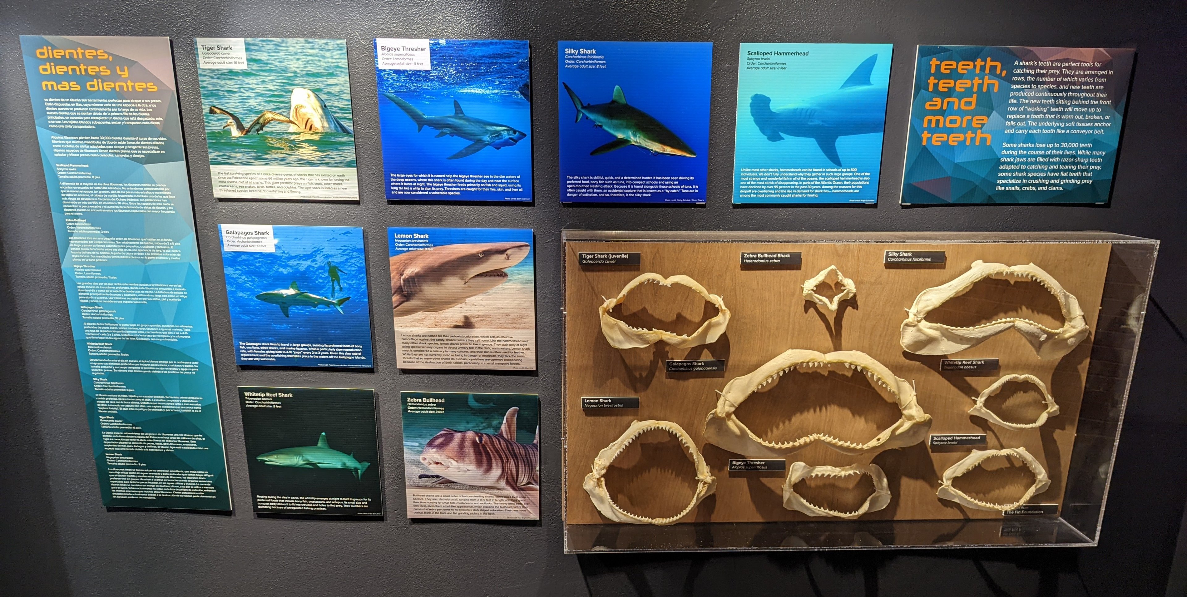 Shark Jaw Display