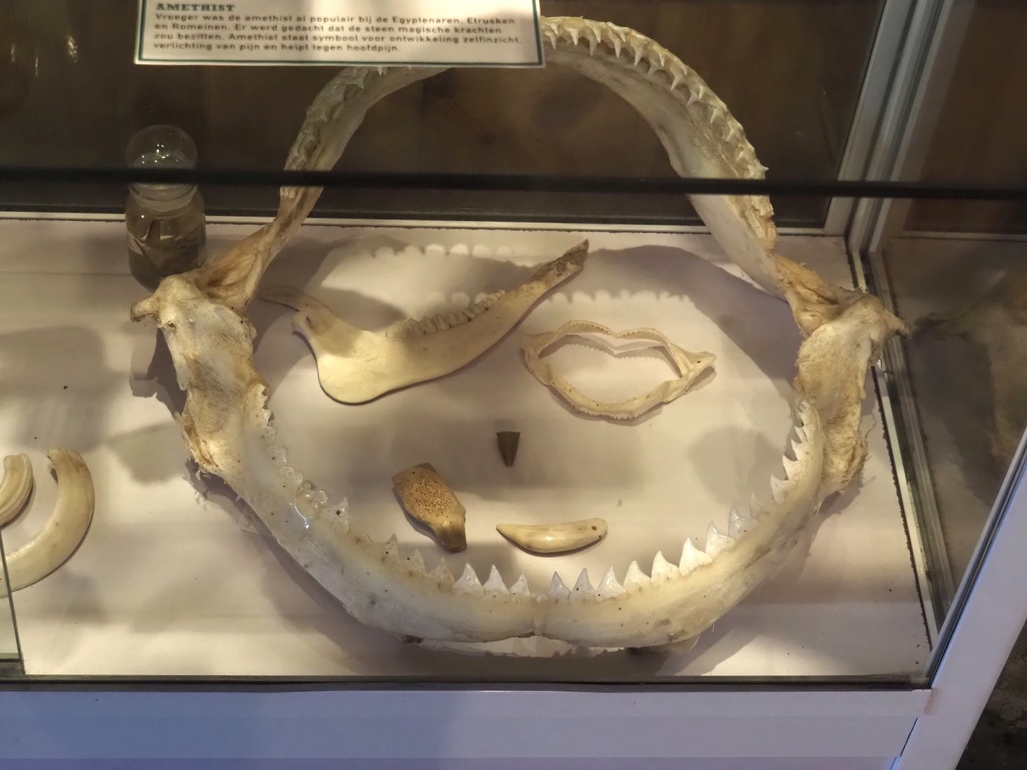 Shark jaws and some other jaws and teeth, 2025-04-12