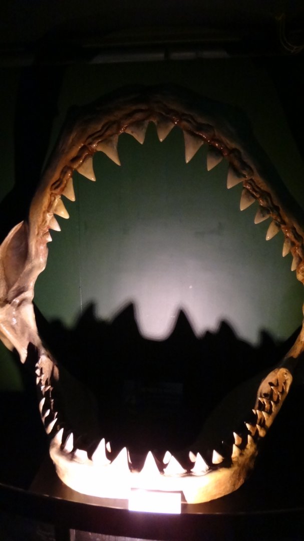 Shark Jaws