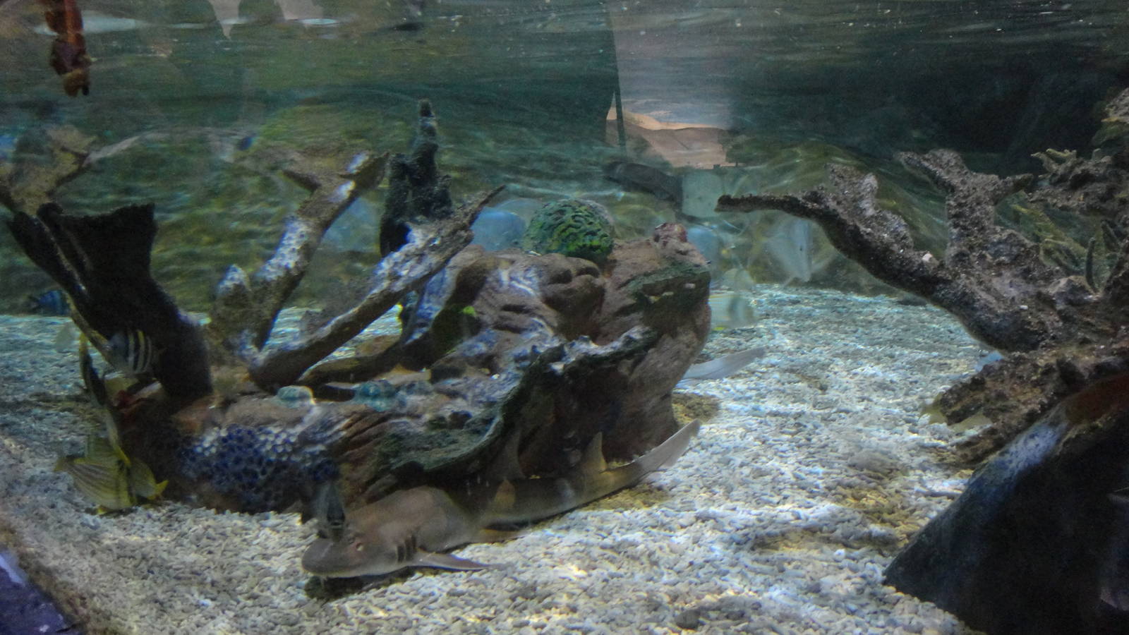 Shark Lagoon (30/12/2011)