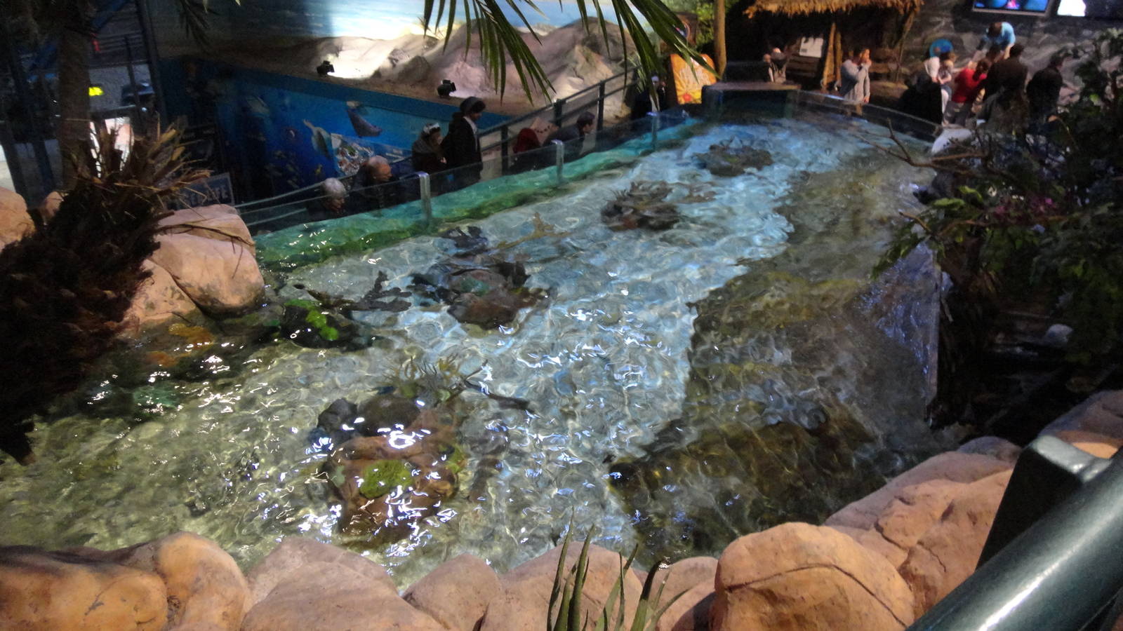 Shark Lagoon (30/12/2011)
