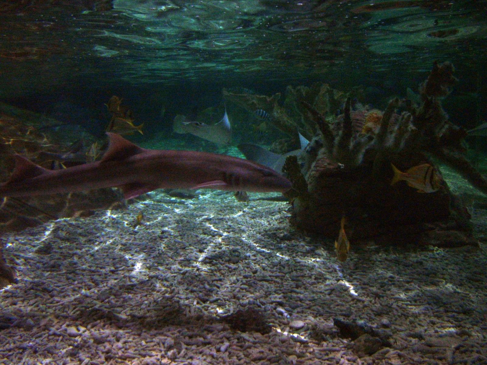 Shark Lagoon at SeaLife Birmingham 28/02/10