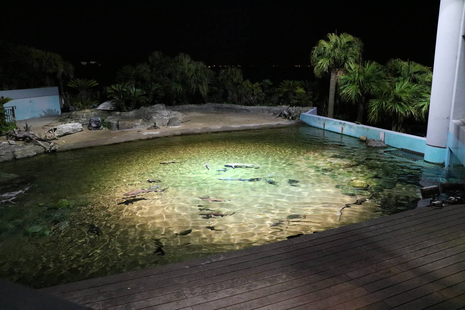 Shark lagoon, February 2016