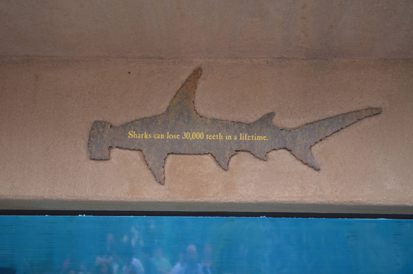 Shark Lagoon Signage