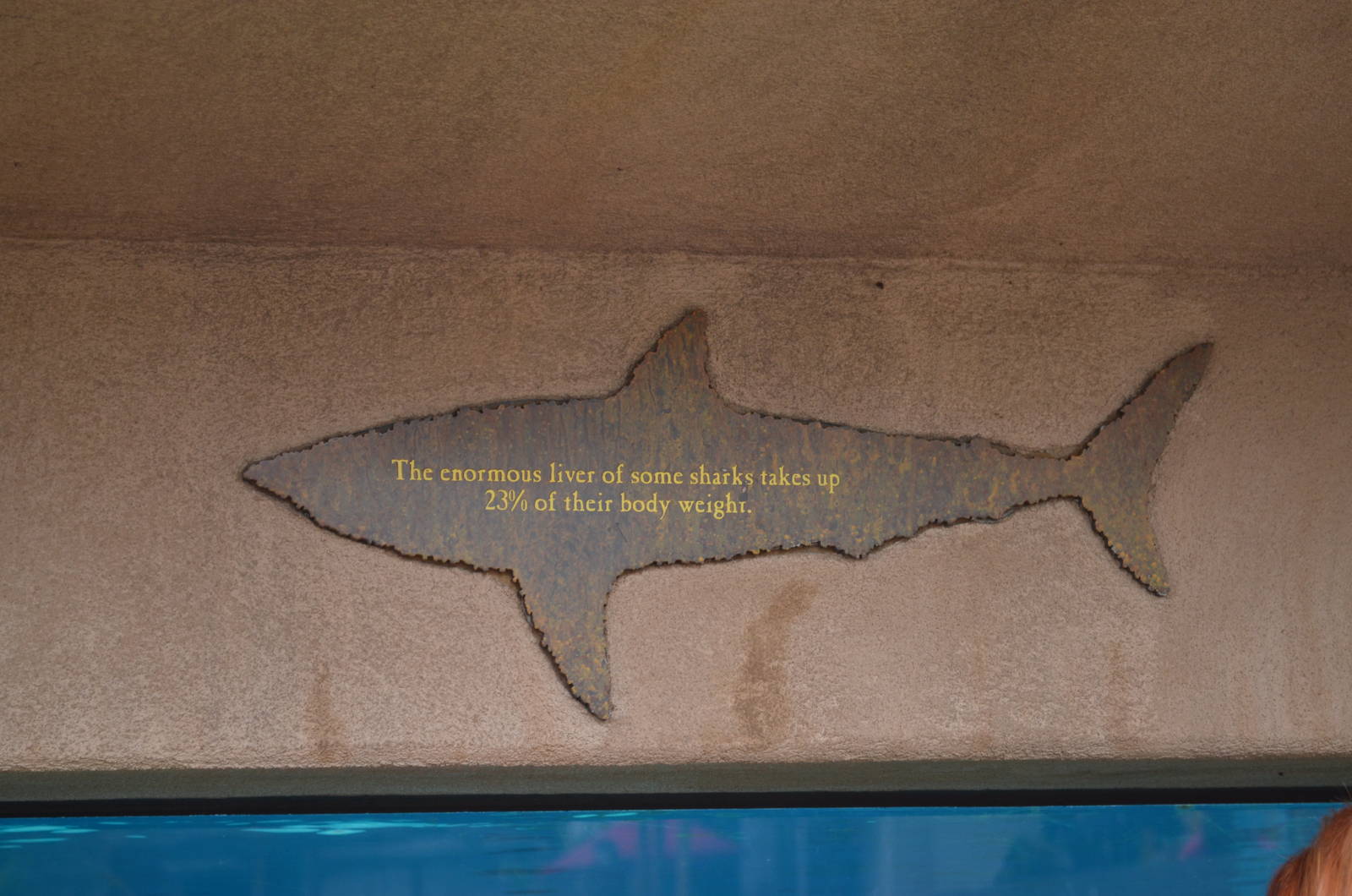Shark Lagoon Signage