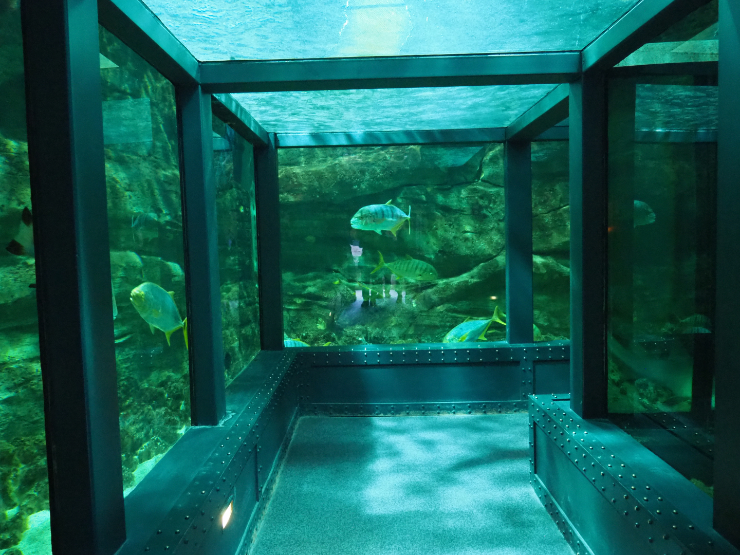 Shark, Loggerhead sea turtle and large fish tunnel tank 2020-09-03