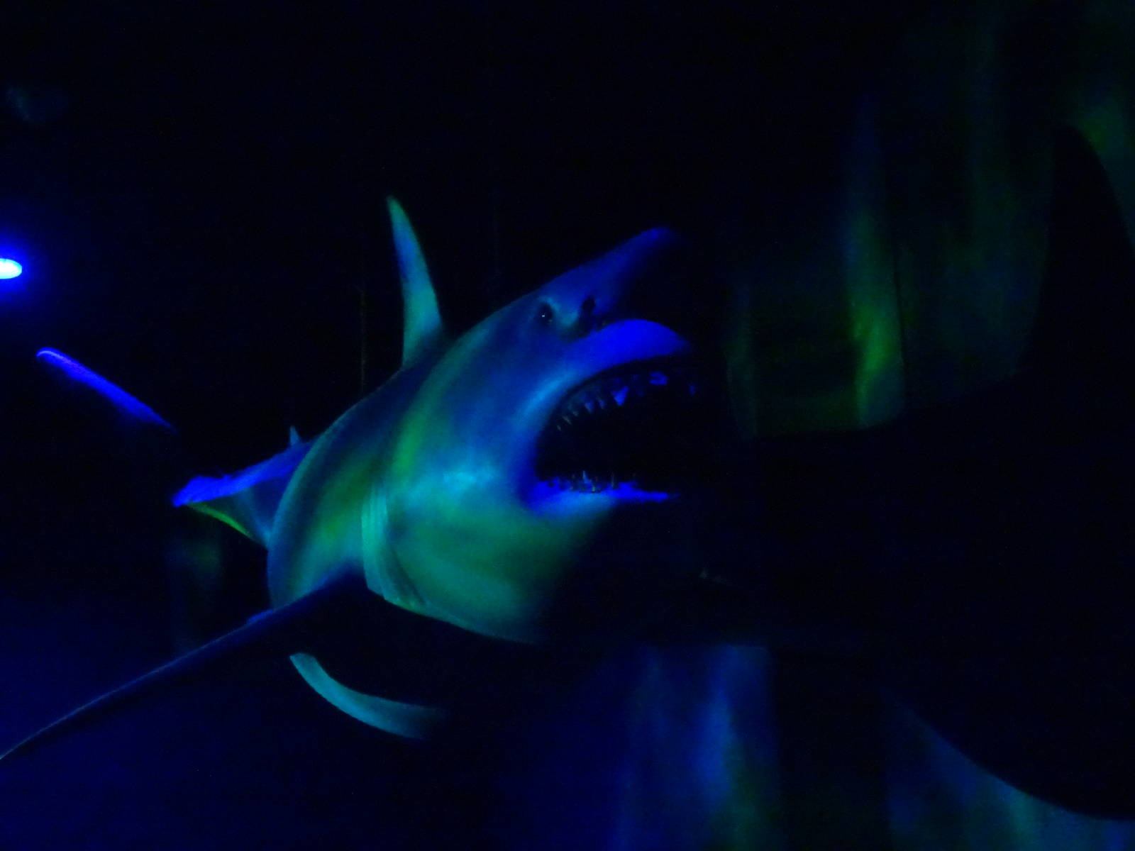 Shark Model at SeaWorld Orlando