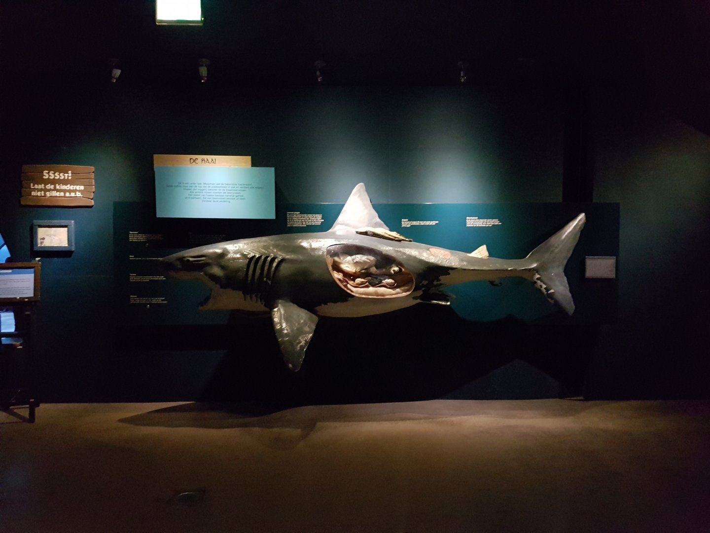 Shark-model