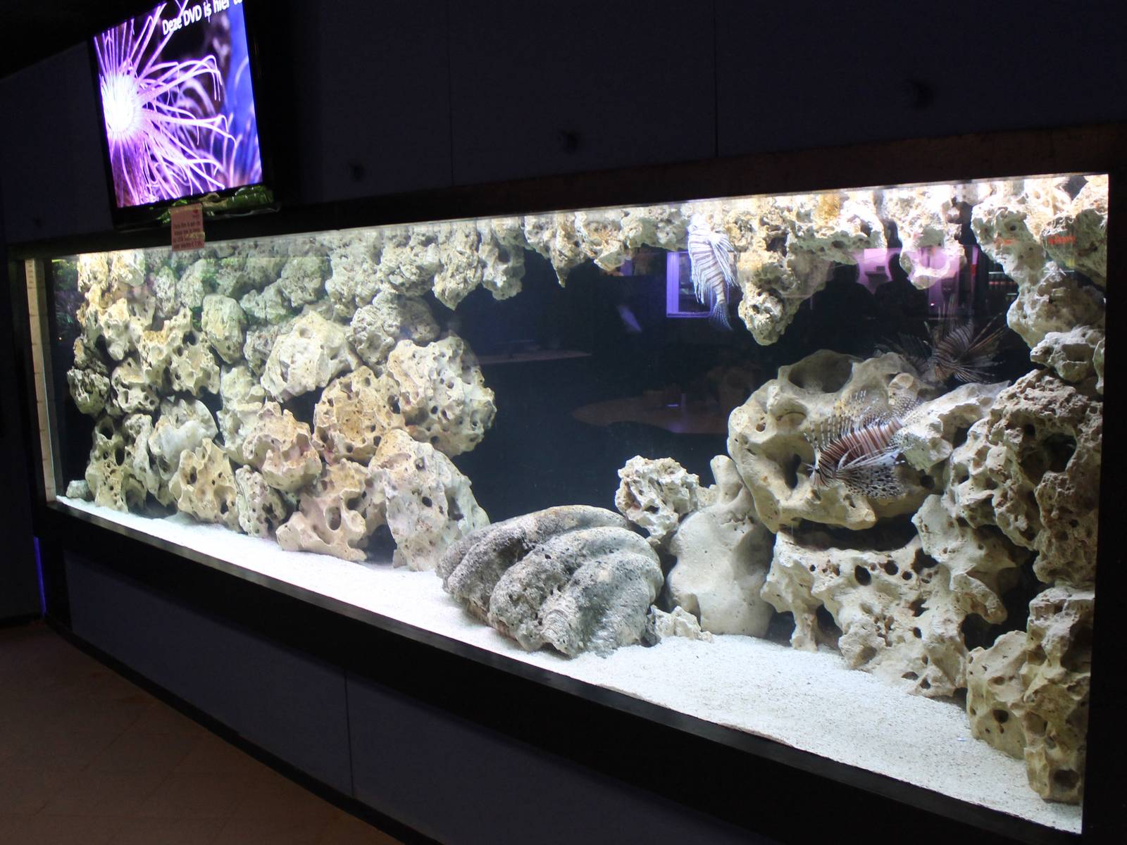 Shark - moray eel and lion fish aquarium