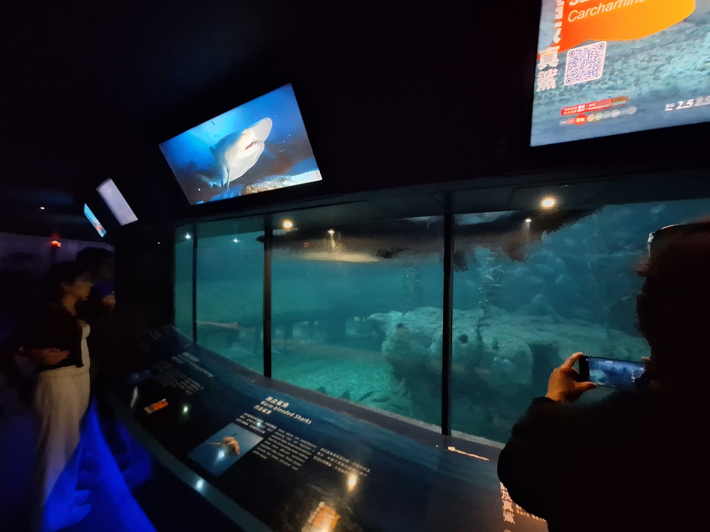 Shark Mystique Middle level