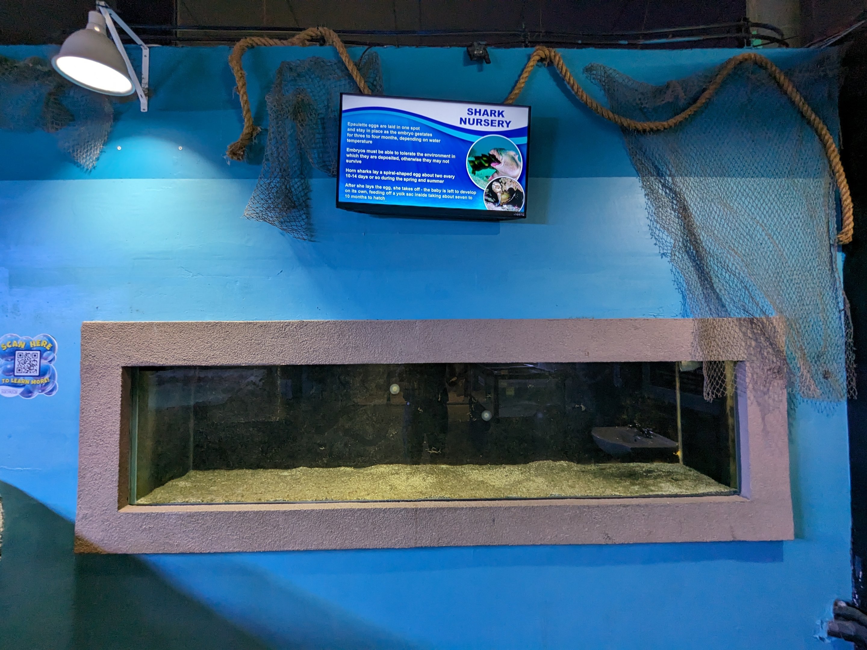 Shark nursery (empty)