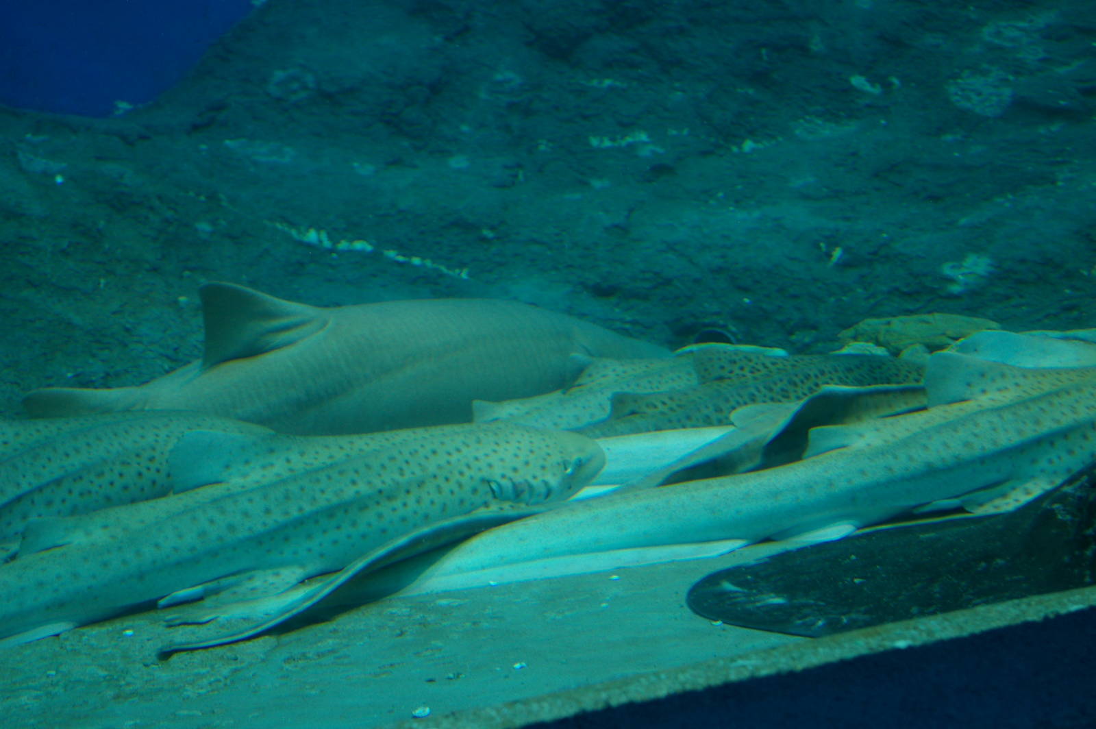 shark pile, Pattaya Underwater World (Thailand)