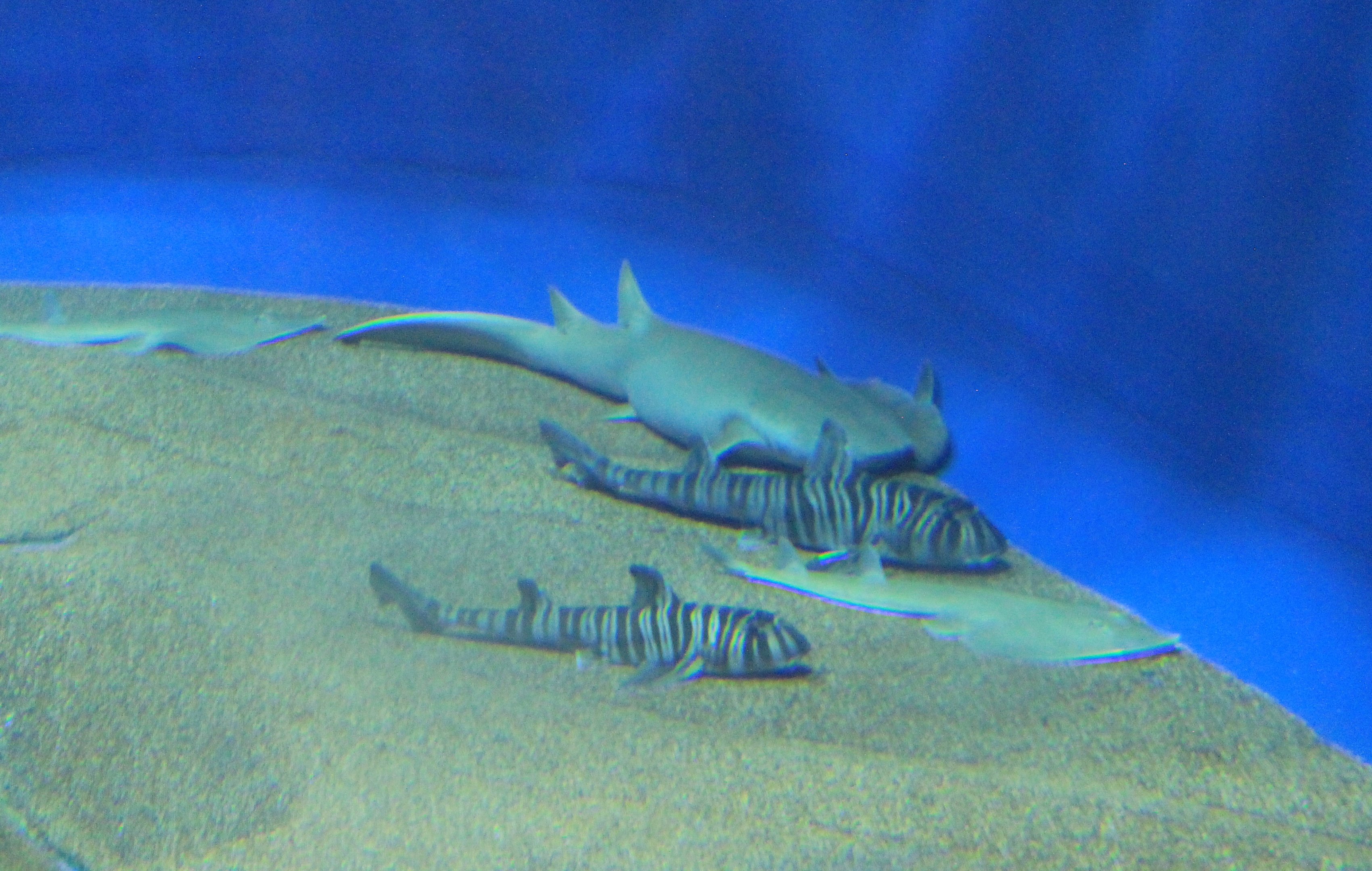 Shark pile