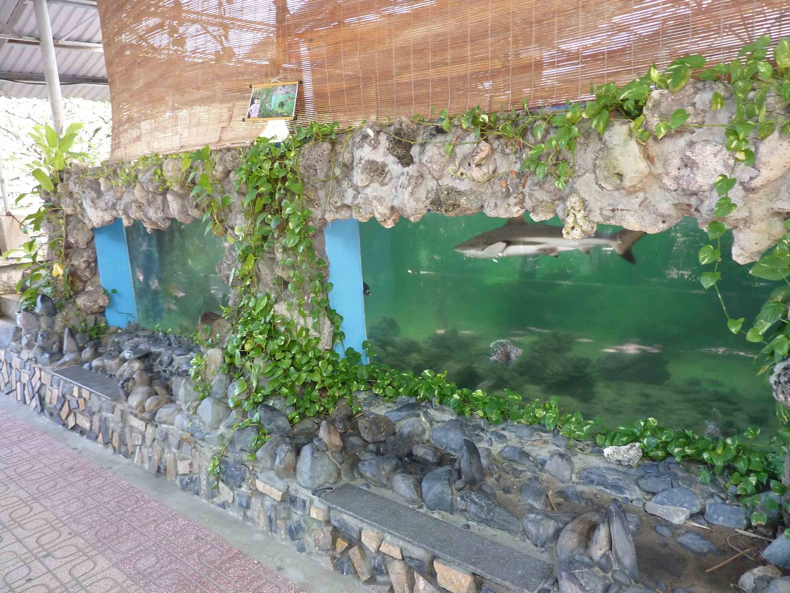 Shark pool underwater viewing, May 2013.