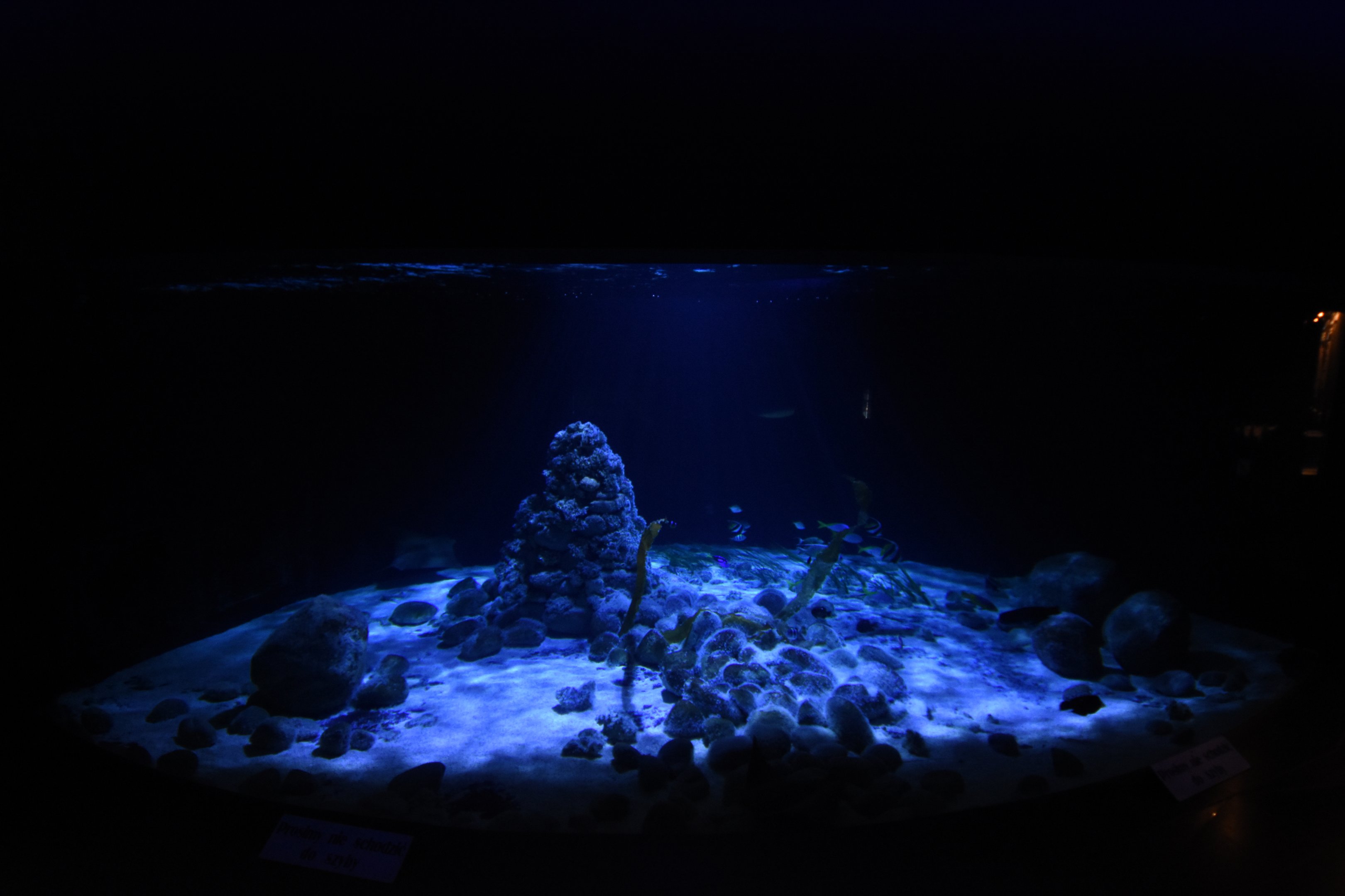 Shark & Ray aquarium