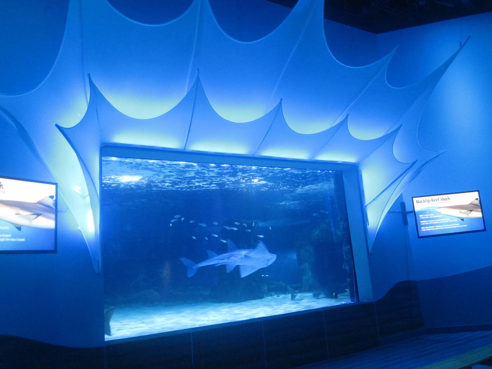 Shark Ray Bay - Surrounded by Sharks Theater Viewing