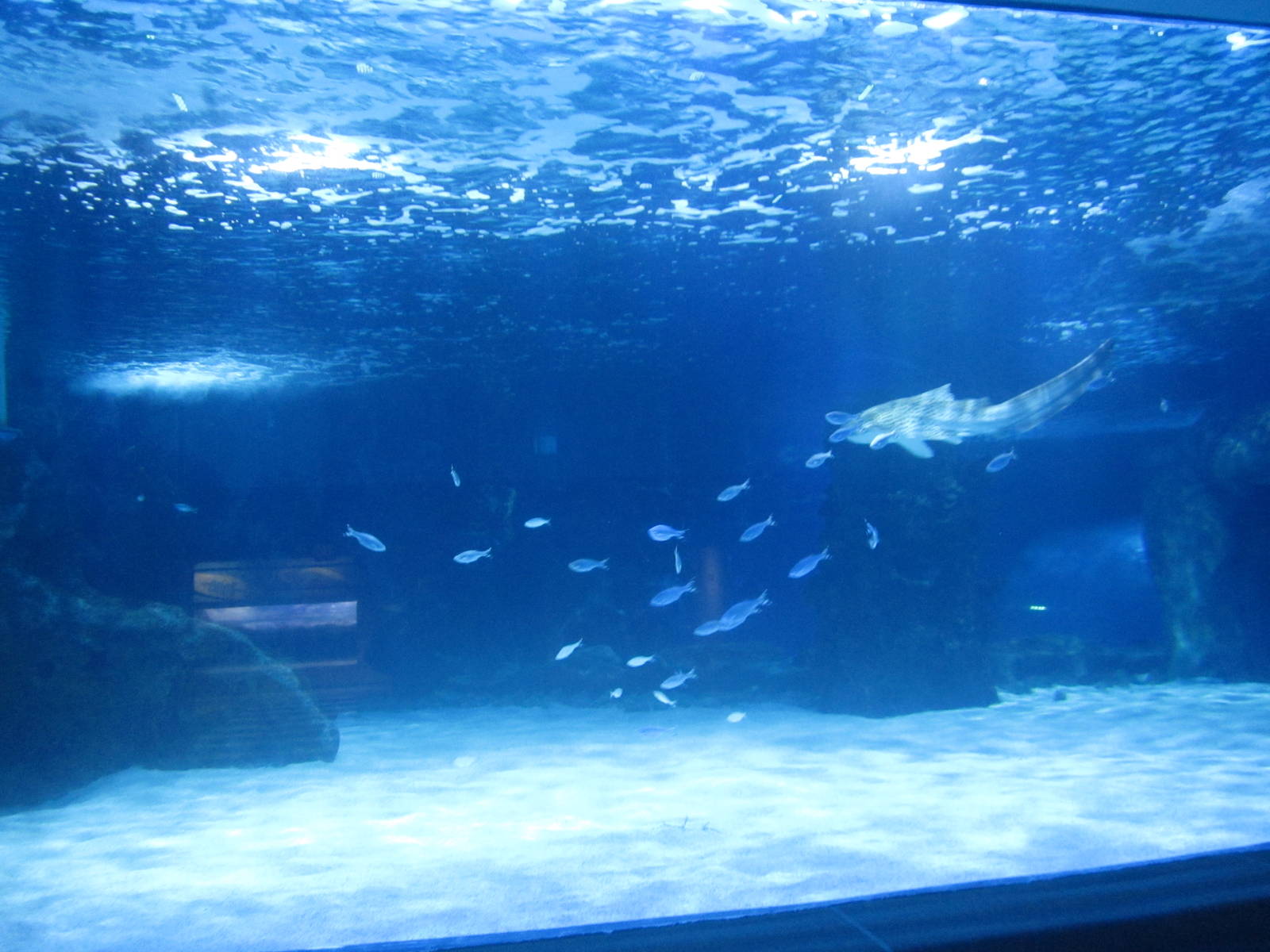 Shark Ray Bay - Surrounded by Sharks Theater Viewing