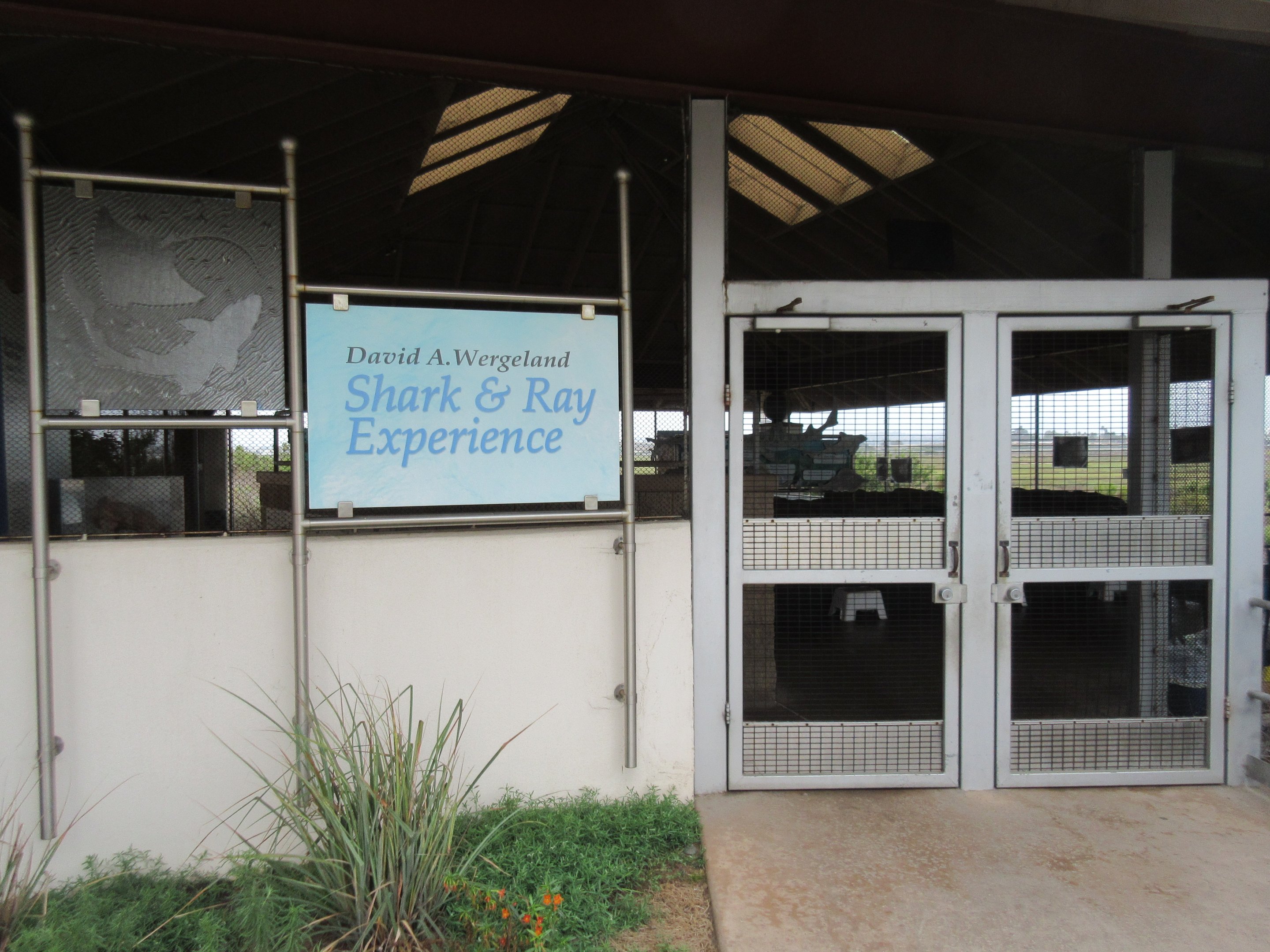 Shark & Ray Experience