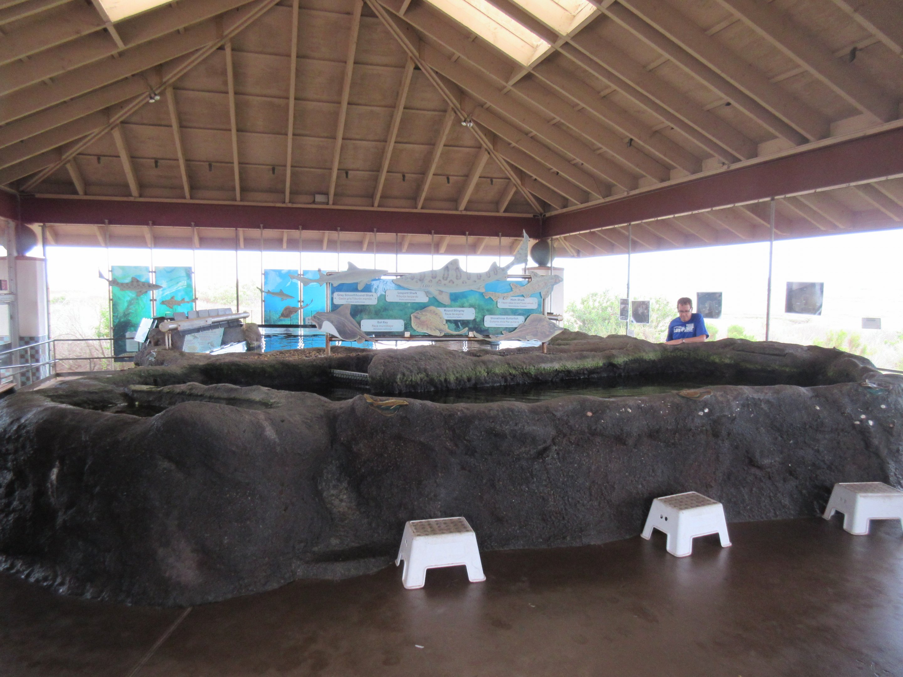 Shark & Ray Experience