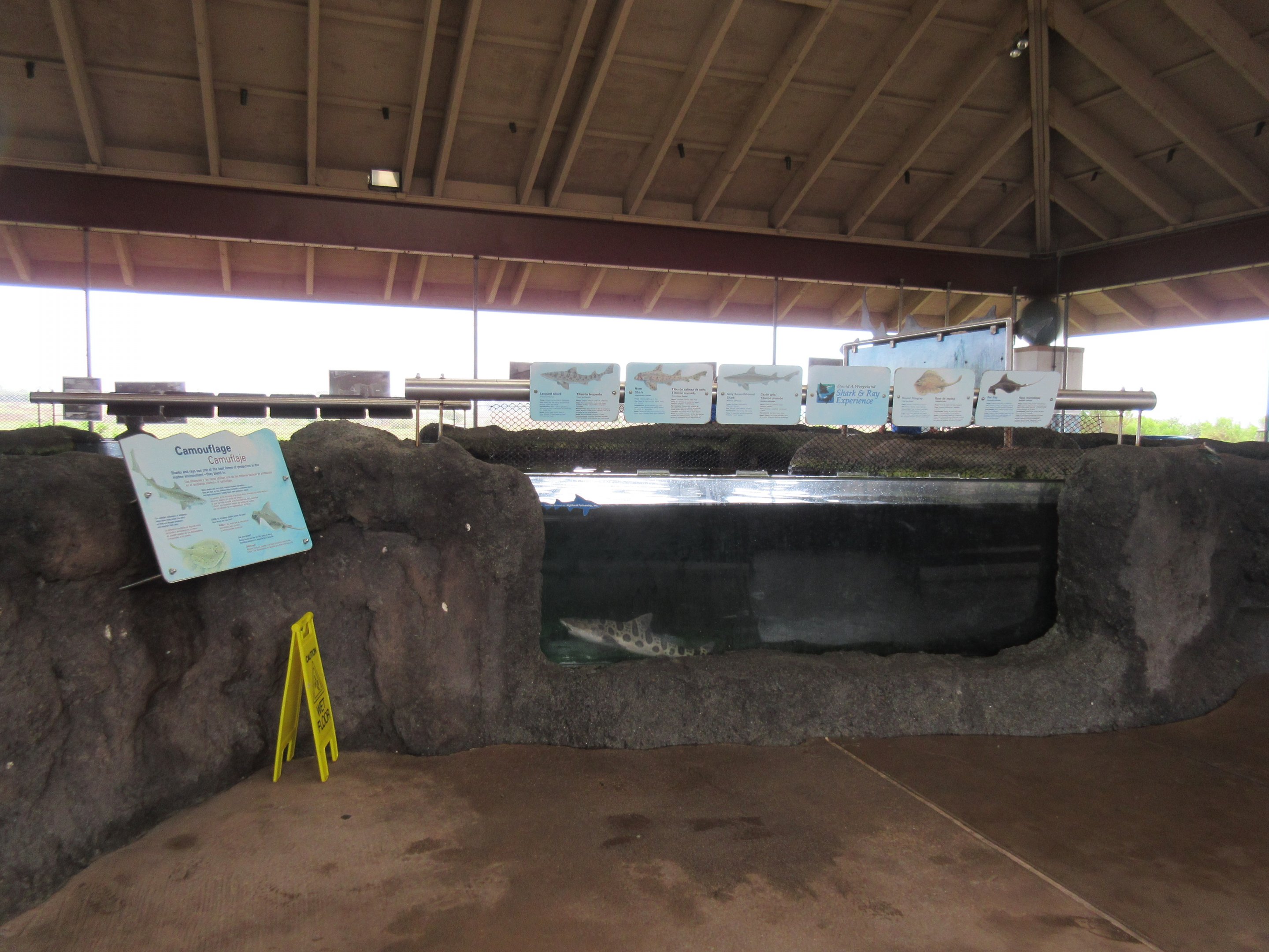 Shark & Ray Experience