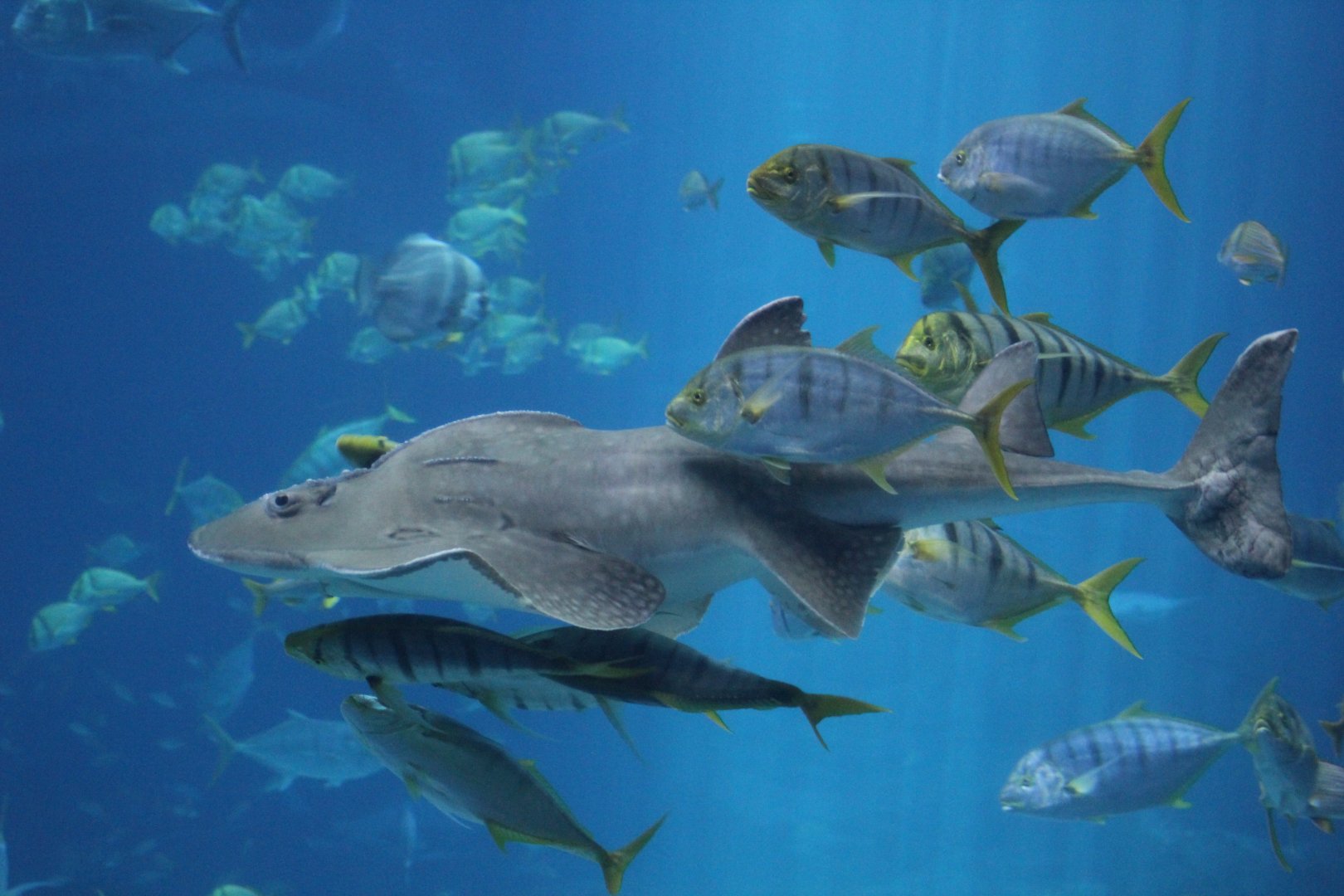 Shark Ray & Golden Trevally