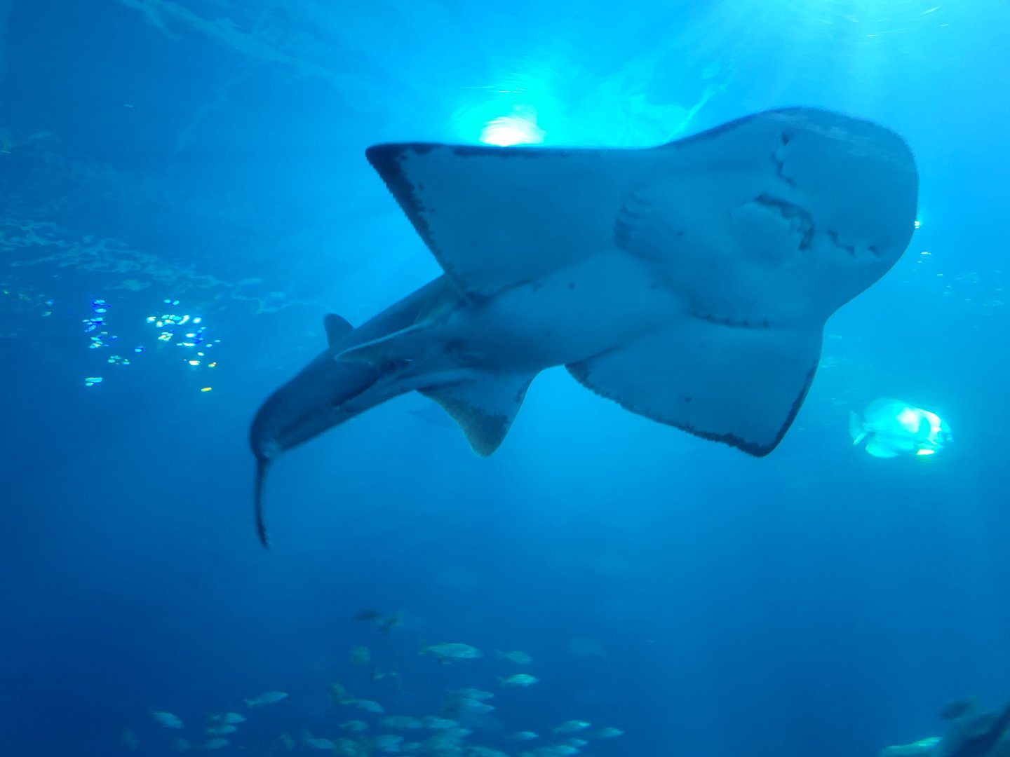 Shark Ray(Rhina ancylostoma) - dec 2023