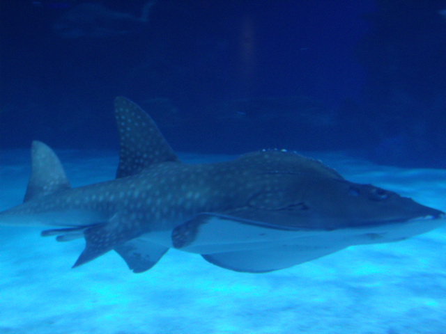 Shark Ray