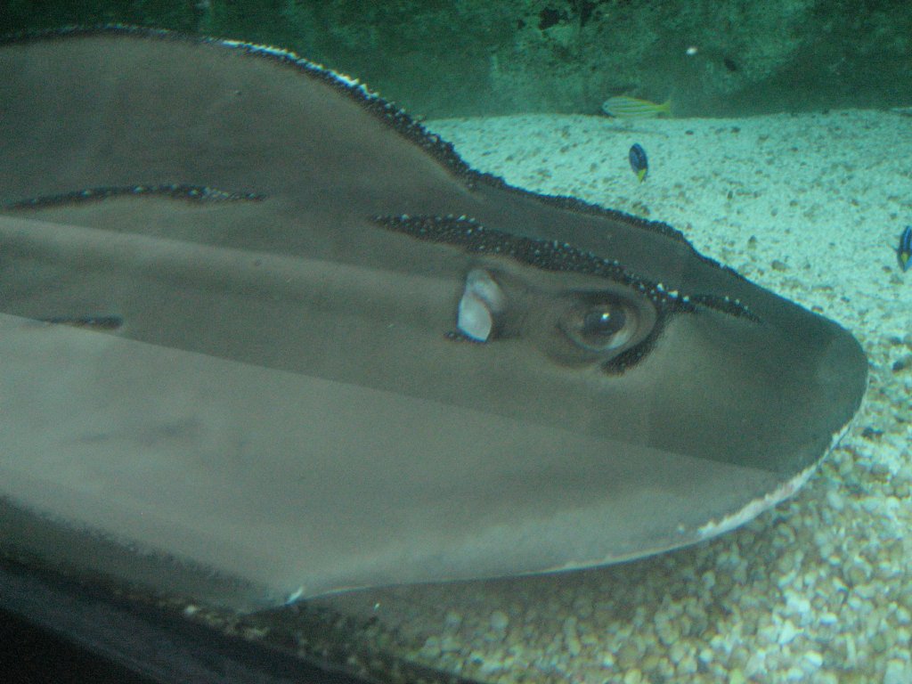 Shark Ray