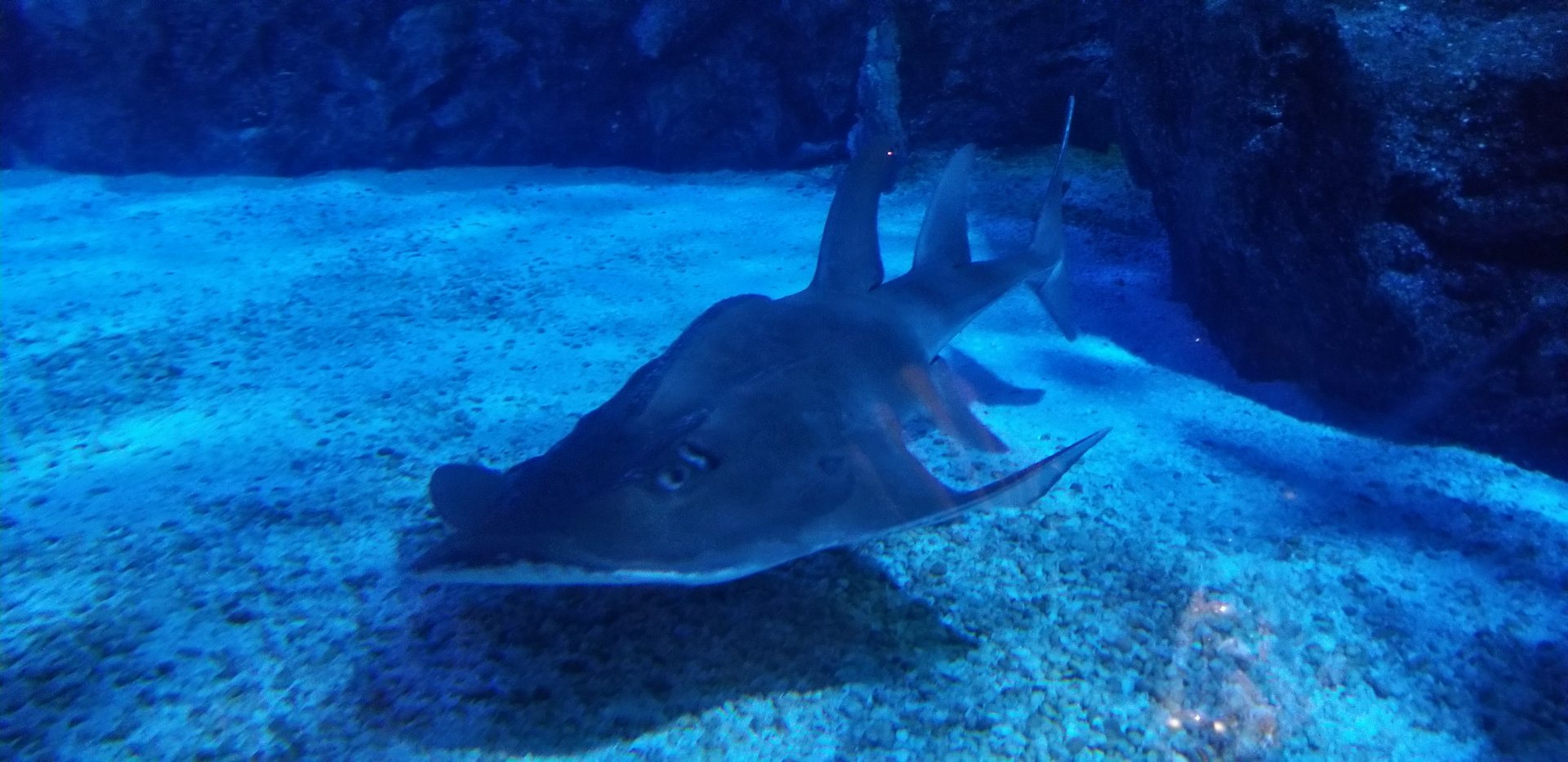Shark Ray