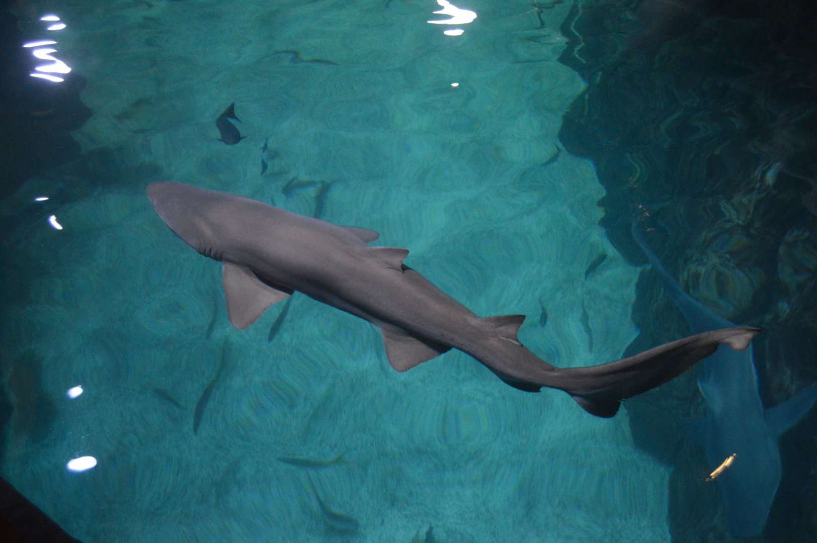 Shark Realm - Sand Tiger Shark (Carcharias taurus)