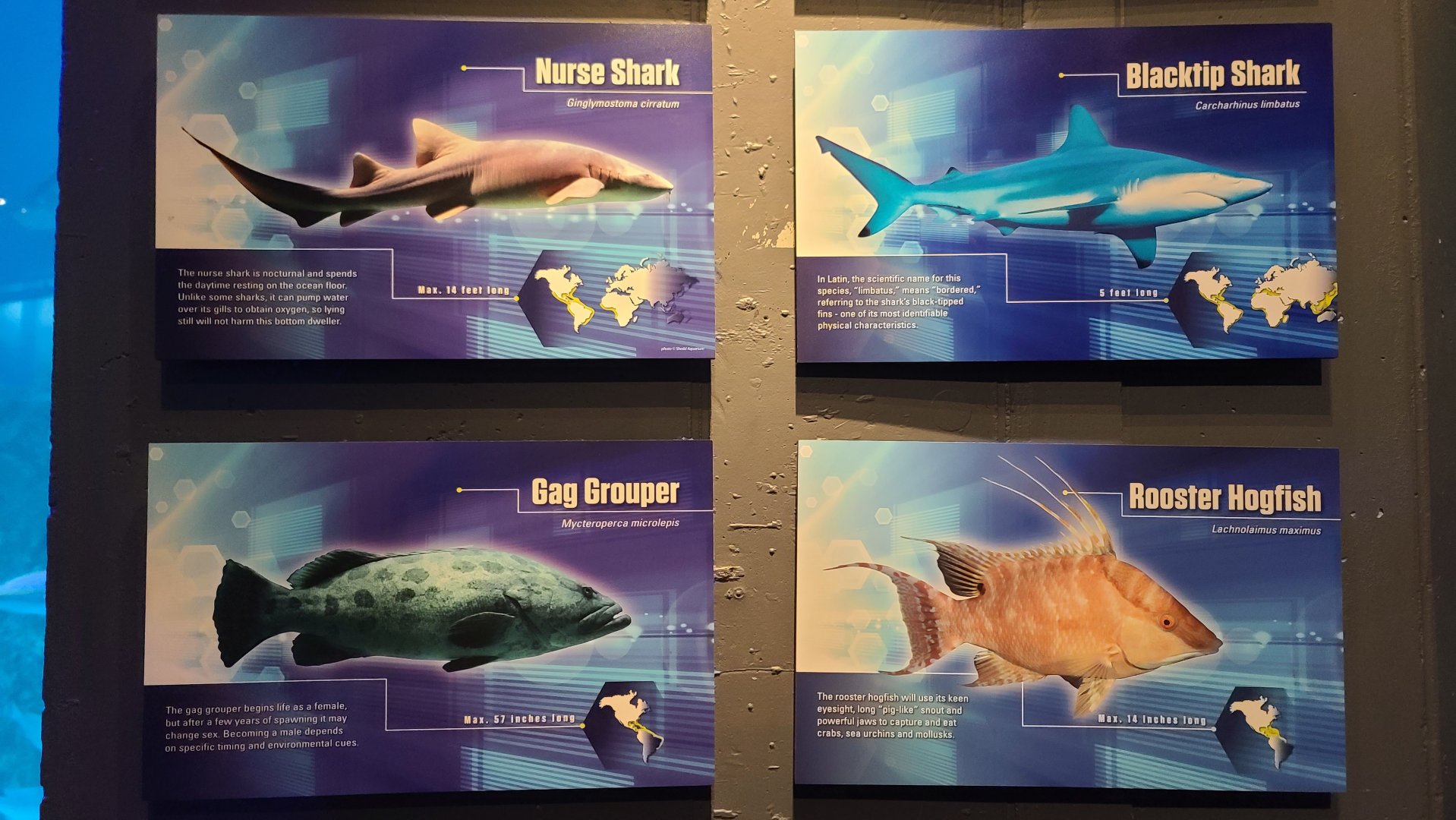 Shark Realm - Signage Example