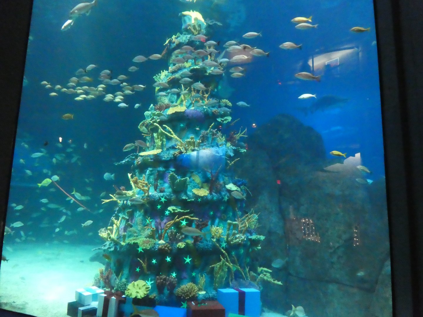 Shark Realm - Underwater Christmas