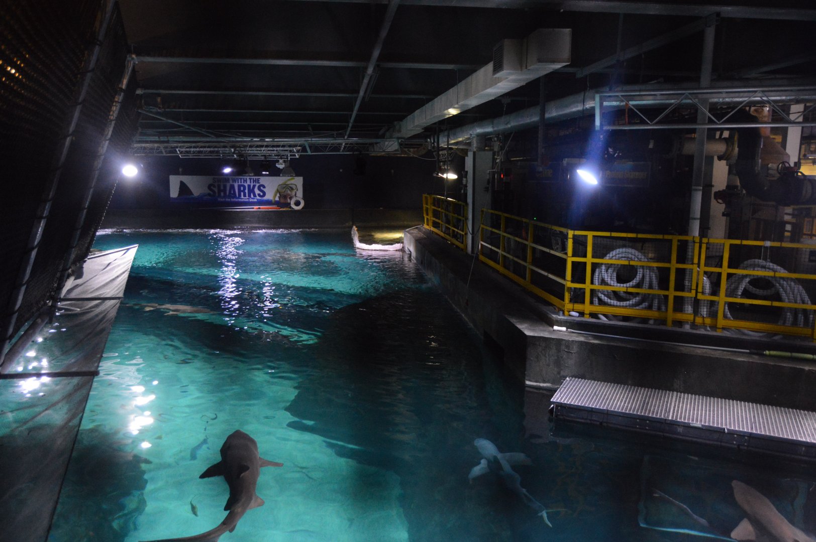 Shark Realm - View from Above