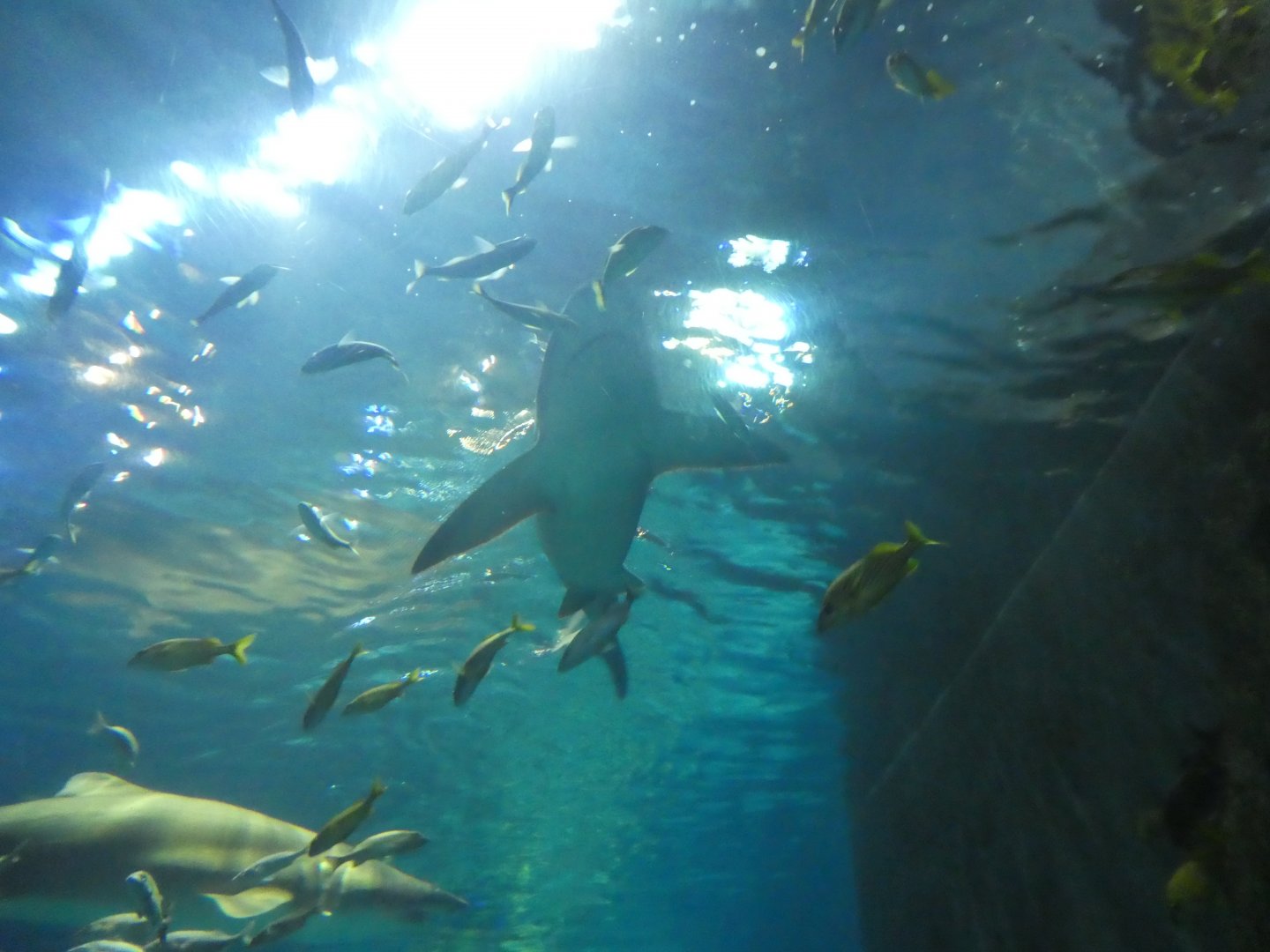 Shark Realm - View From Underwater Tunnel