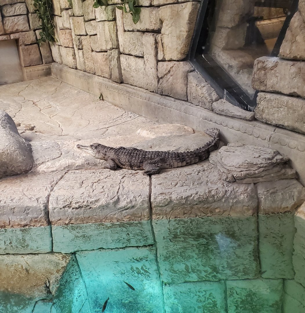 Shark Reef Aquarium (2020) - Hybrid or pure Freshwater Crocodile?