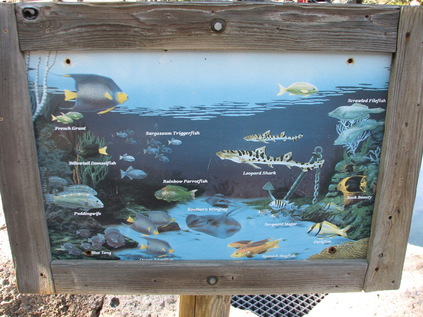 Shark Reef at Disney Typhoon Lagoon - Species Graphic