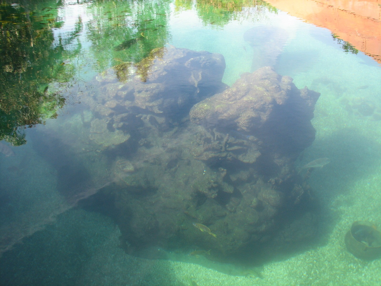 Shark Reef at Disney Typhoon Lagoon