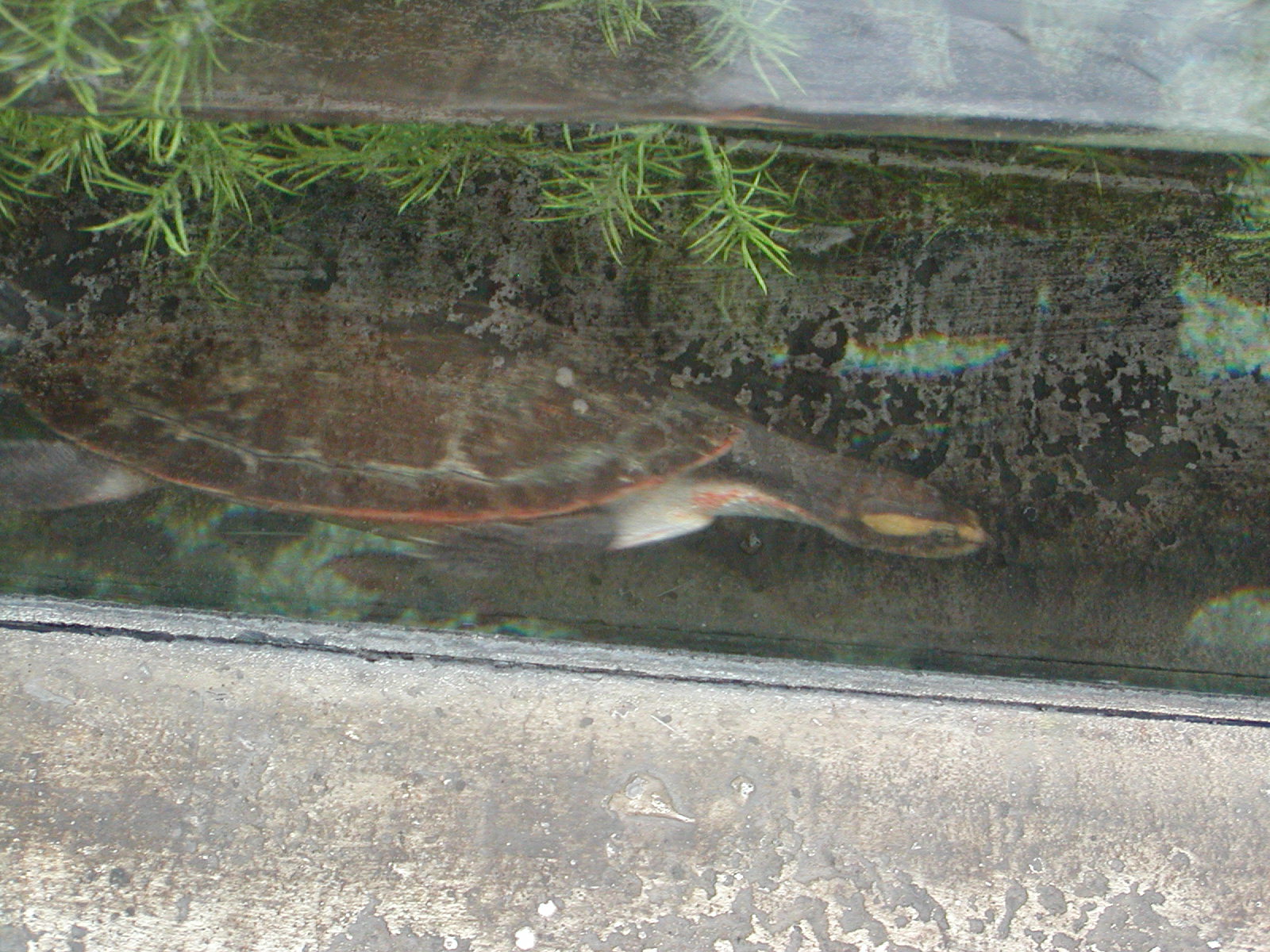 Shark Reef at Mandalay Bay