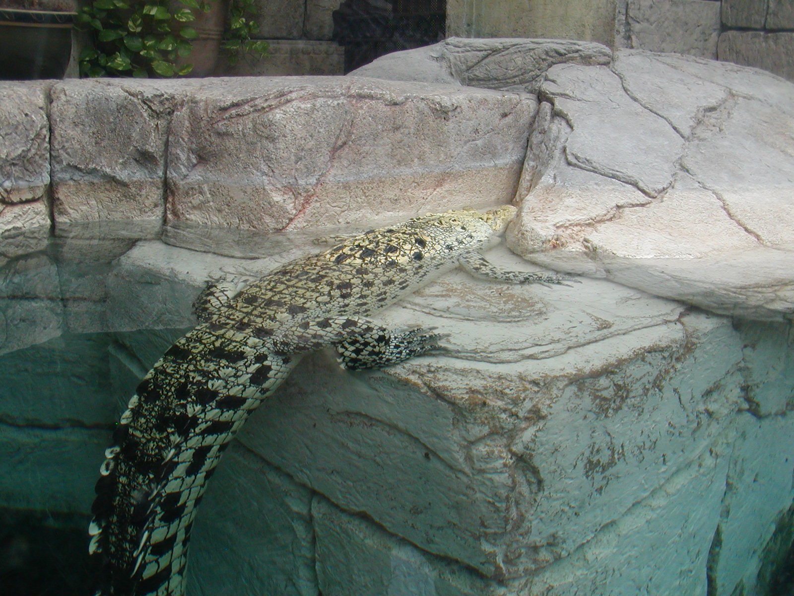 Shark Reef at Mandalay Bay