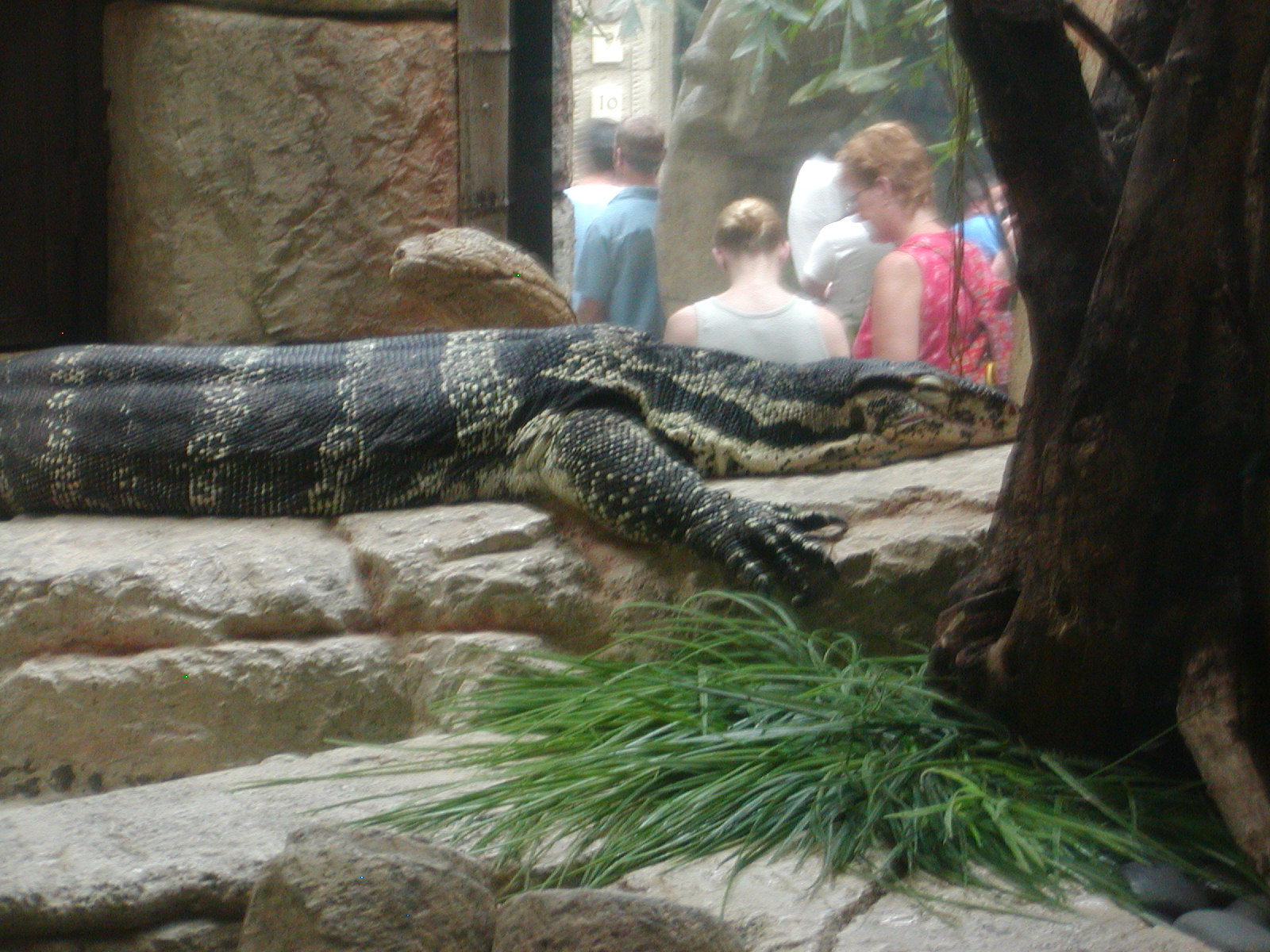 Shark Reef at Mandalay Bay