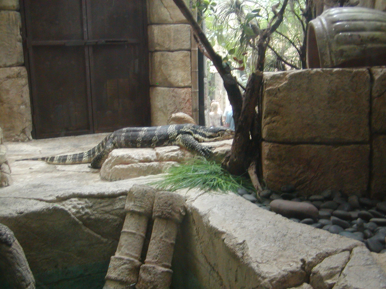 Shark Reef at Mandalay Bay