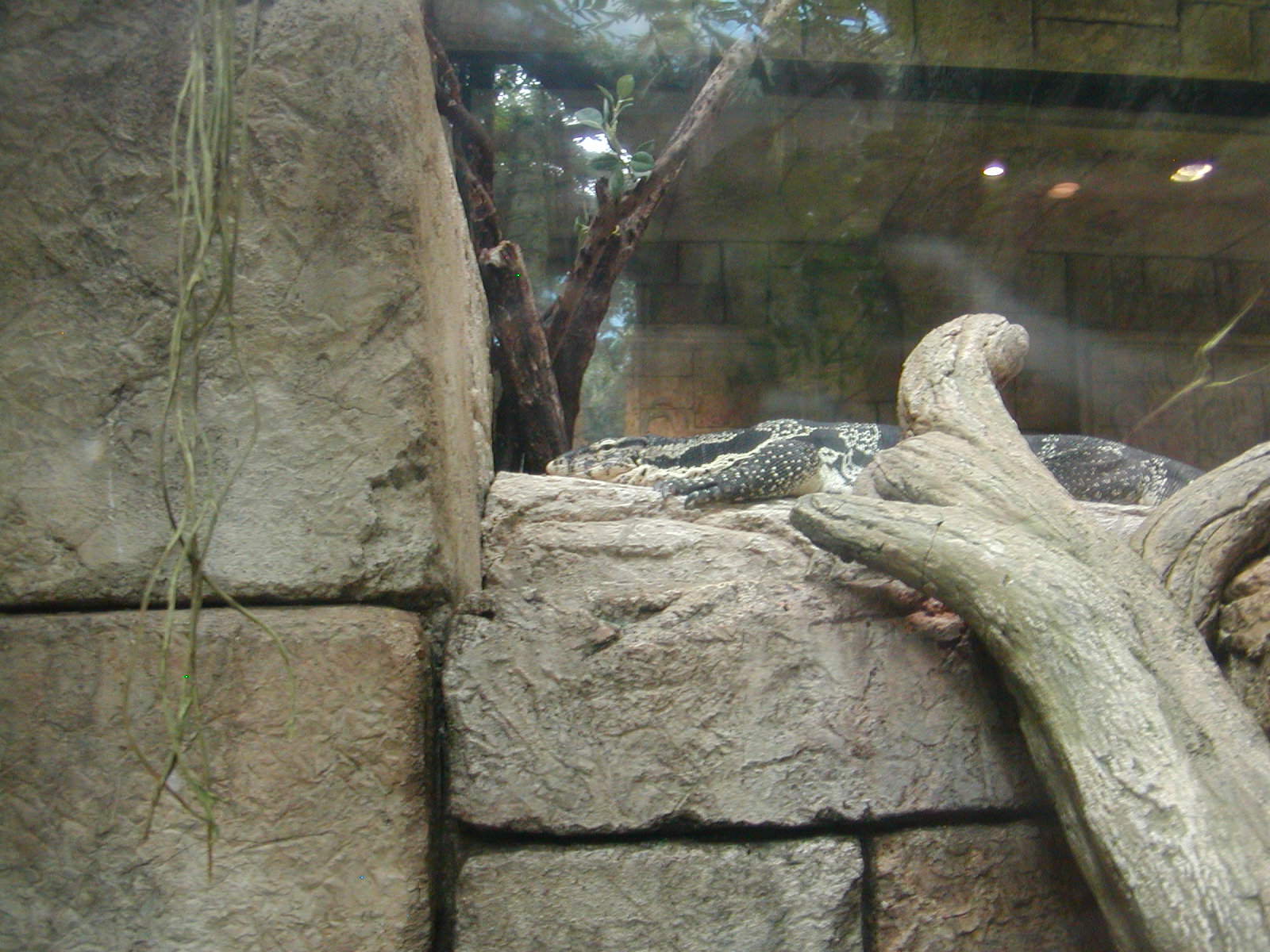 Shark Reef at Mandalay Bay