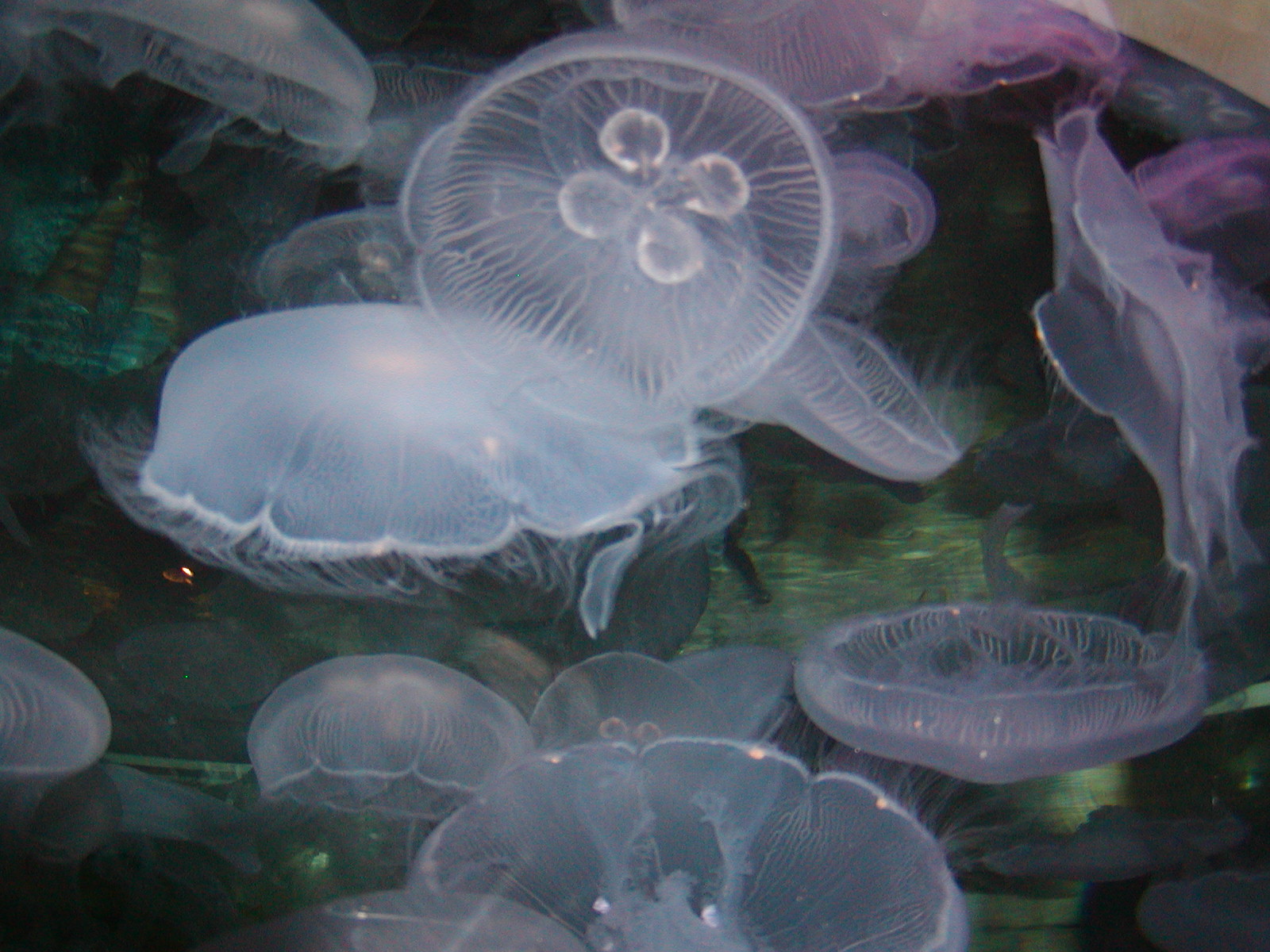 Shark Reef at Mandalay Bay