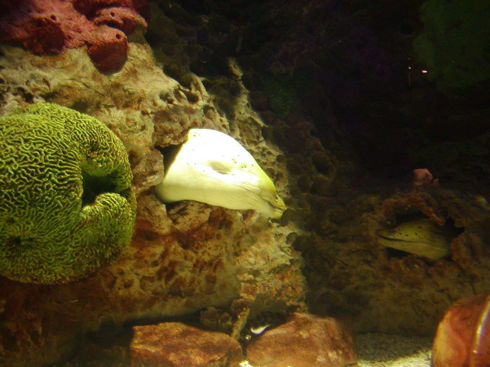Shark Reef at Mandalay Bay