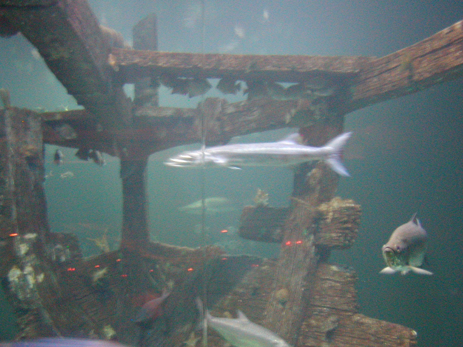 Shark Reef at Mandalay Bay