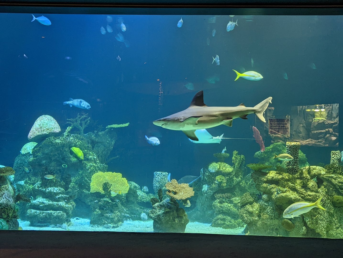 Shark Reef at the Greensboro Science Center