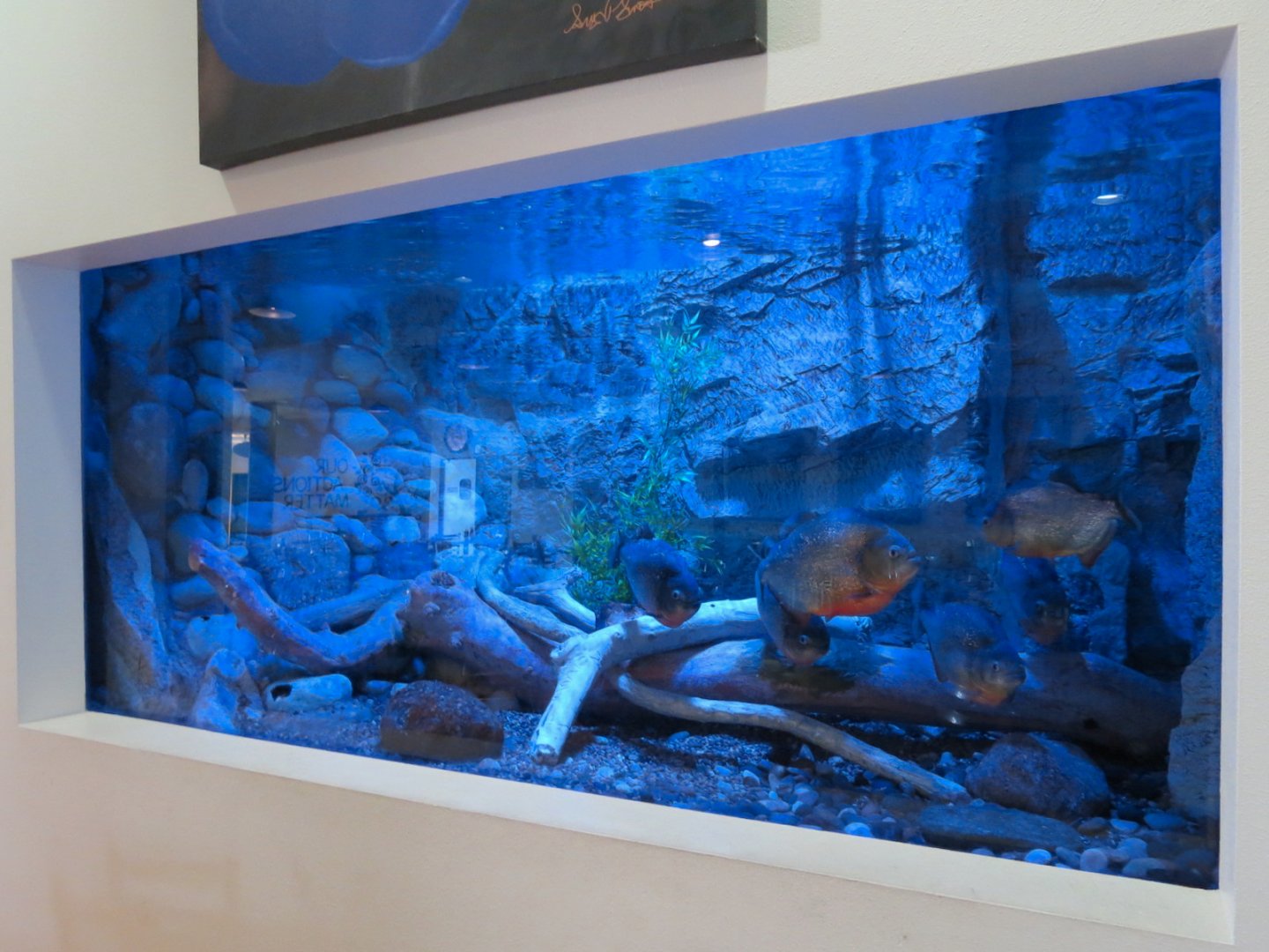 Shark Reef Cafe - Red-bellied Piranha Exhibit