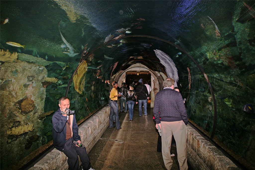 Shark Reef Shark Tunnel