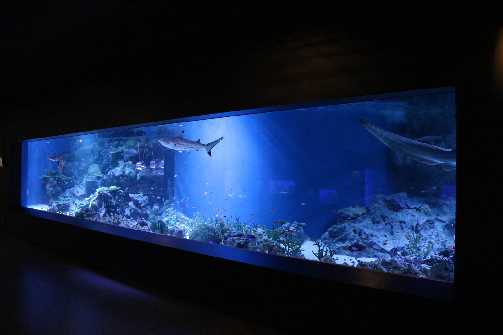 (Shark) Reef tank - EPSON Aqua Park, February 2016