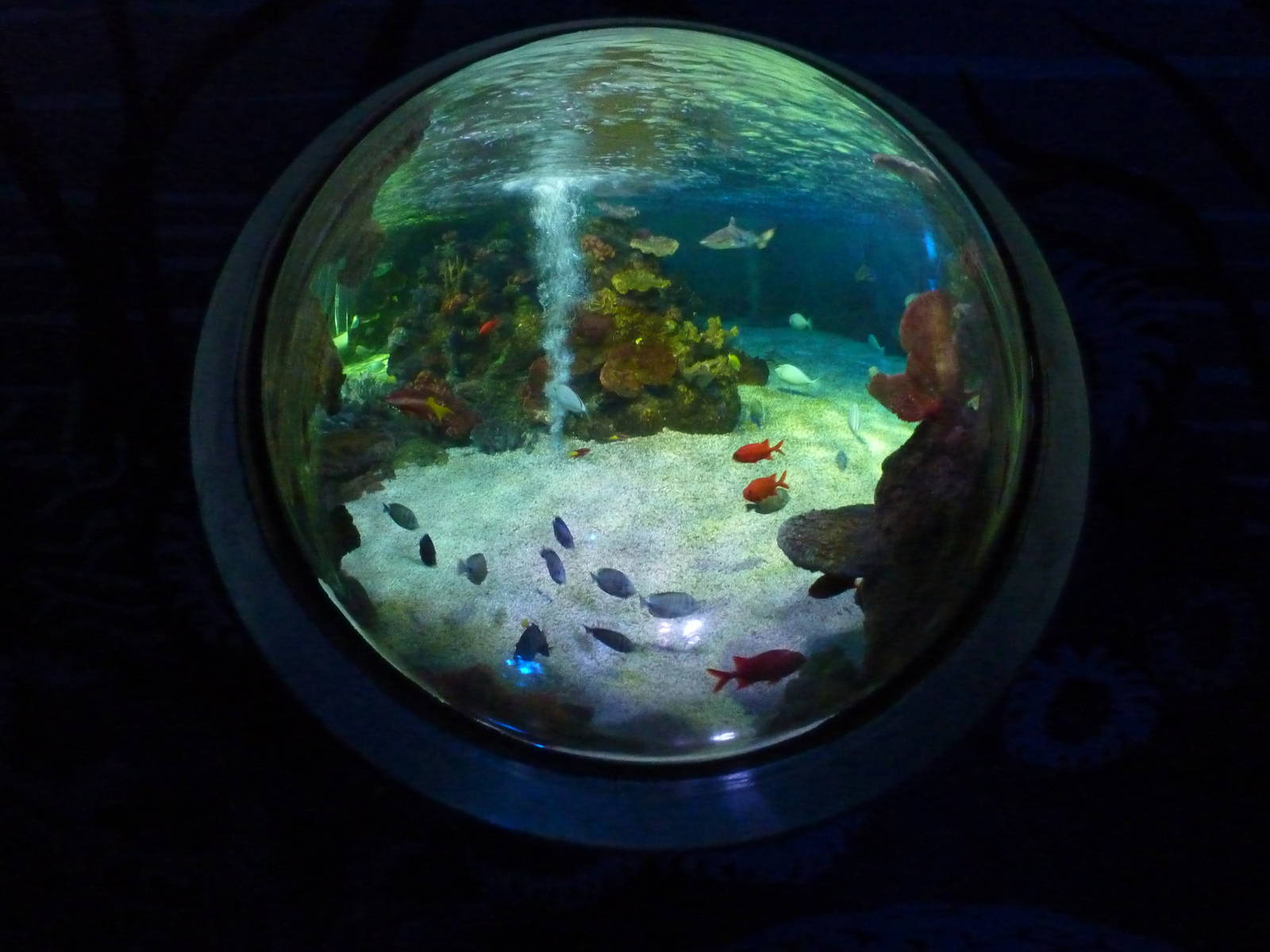 Shark reef viewing bubble, 8th Feb 2012